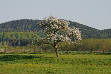 elma ağacının Bahar, Aşağı Saksonya, Almanya, Avrupa