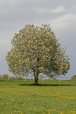 Bahar, Aşağı Saksonya, Almanya, Avrupa kiraz ağacı