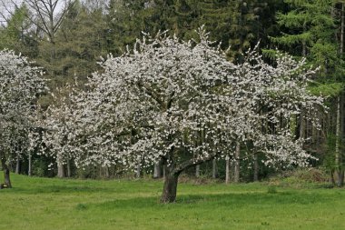 Bahar, hagen, kiraz ağacı Aşağı Saksonya, Almanya, Avrupa