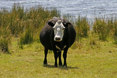 siyah-beyaz inek, colliford Gölü, cornwall