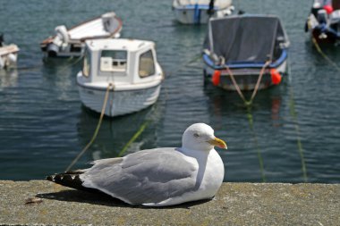 Larus argentatus, ringa martı, cornwall, İngiltere, Birleşik Krallık