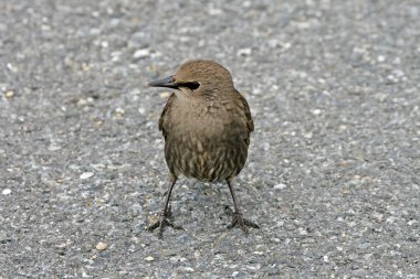 yıldız, sturnus vulgaris, sığırcık