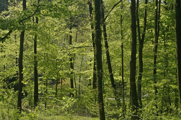 Forest in spring, backlight on green trees, Lower Saxony, Germany, Europe — Stock Photo, Image