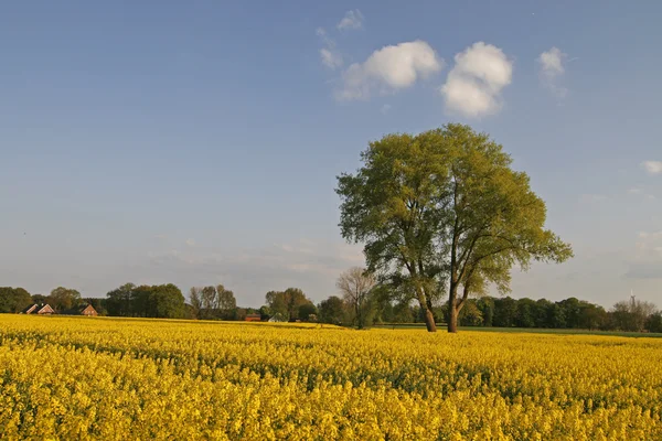 Baum mit Rapsfeld, Niedersachsen, Deutschland, Europa — Stockfoto