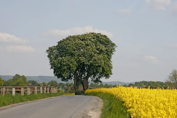 Chestnut tree with rape field in spring, Lower Saxony, Germany — Stock Photo, Image