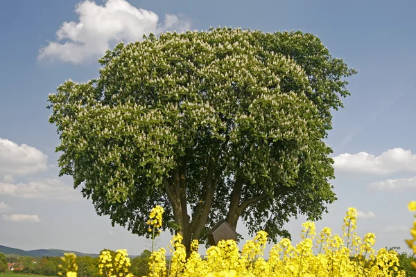 Field med rapsfrø og kastanjetrær i Niedersachsen, Tyskland – stockfoto