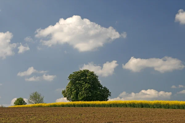 Campo com colza e castanheiro na Baixa Saxónia, Alemanha — Fotografia de Stock