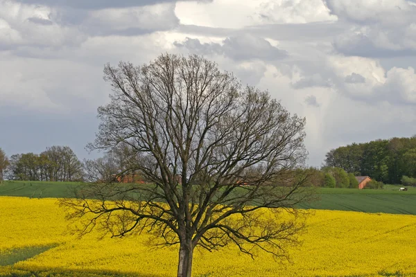 Tree with rape field in Lower Saxony, Germany in spring — Stock Photo, Image