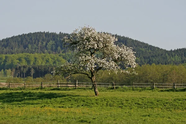 Árvore de maçã na primavera, Baixa Saxônia, Alemanha, Europa — Fotografia de Stock