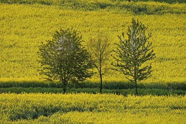 Pole rzepaku z wiśni w dolnej Saksonii, Niemcy, Europa — Zdjęcie stockowe
