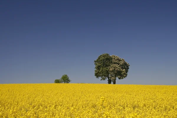 stock image Rape field with Horse chestnut in spring, Lower Saxony, Germany, Europe