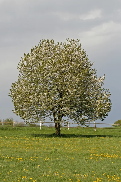 Cherry tree in spring, Lower Saxony, Germany, Europe — Stock Photo, Image