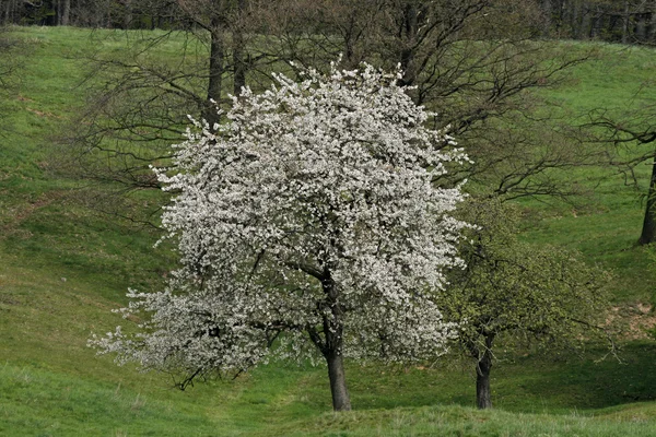 Cseresznyefa tavasszal, hagen, Alsó-Szászország, Németország, Európa — Stock Fotó
