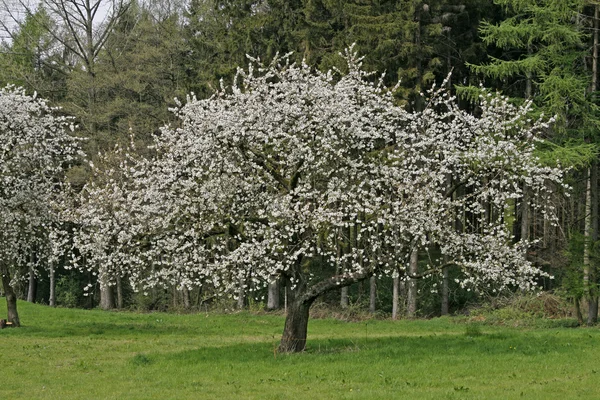 Kersenboom in het voorjaar, hagen, lagere Saksen, Duitsland, Europa — Stockfoto