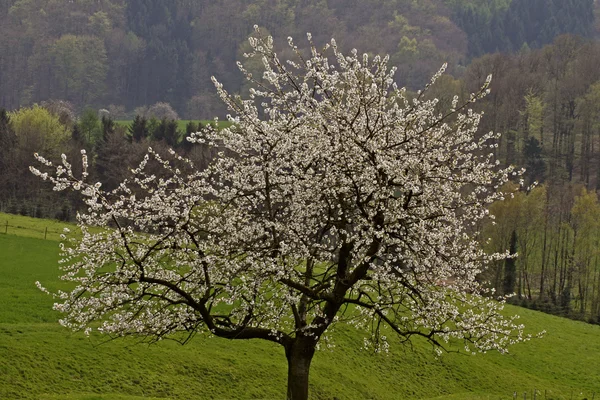 Körsbärsträdet i hagen, osnabruecker mark, Niedersachsen, Tyskland under våren — Stockfoto
