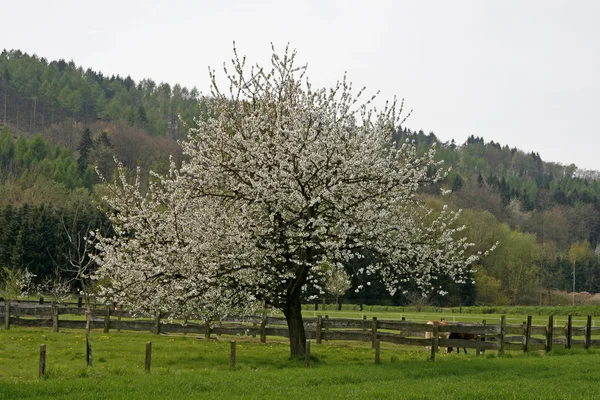 Kirschbaum im Frühling, Hasbergen, Osnabrücker Land, Niedersachsen, Deutschland — Stockfoto