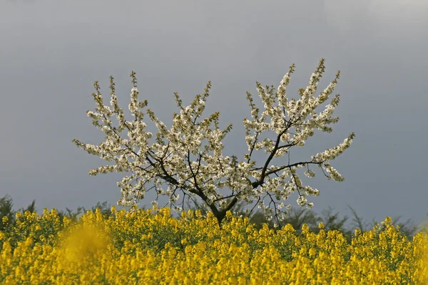Cherry tree with rape field in Lower Saxony, Germany, Europe — Stock Photo, Image