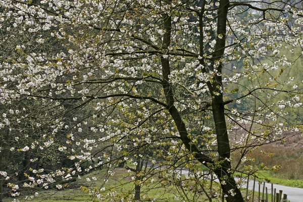 Körsbärsträd på våren, hasbergen, lägre Sachsen, Tyskland, Europa — Stockfoto