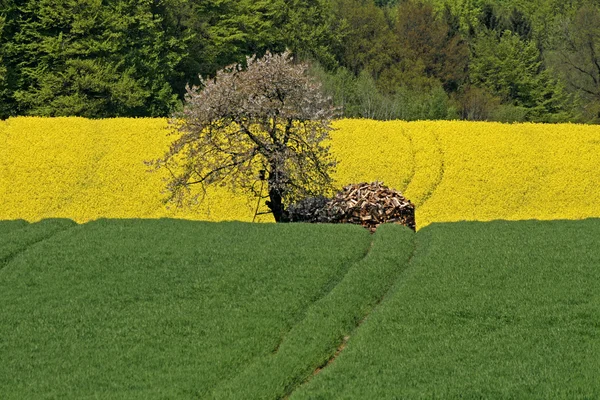 Landscape in spring with cherry tree and rape field in Germany — Stock Photo, Image