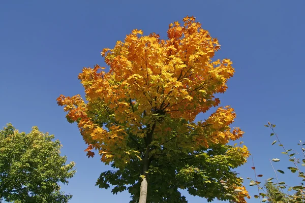 Δέντρο σφενδάμνου φθινόπωρο, χαμηλότερη Σαξωνία, Γερμανία, Ευρώπη — Φωτογραφία Αρχείου