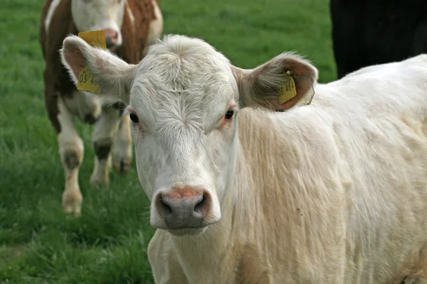 Young white cow — Stock Photo, Image