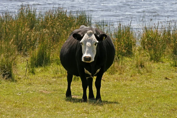Svart och vit ko, colliford sjön, cornwall — Stockfoto