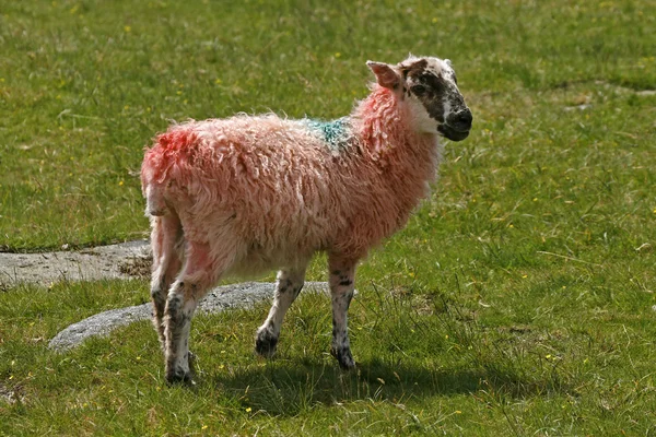 Red Sheep, Dartmoor, Devon, Cornwall, Southwest England, Reino Unido — Fotografia de Stock