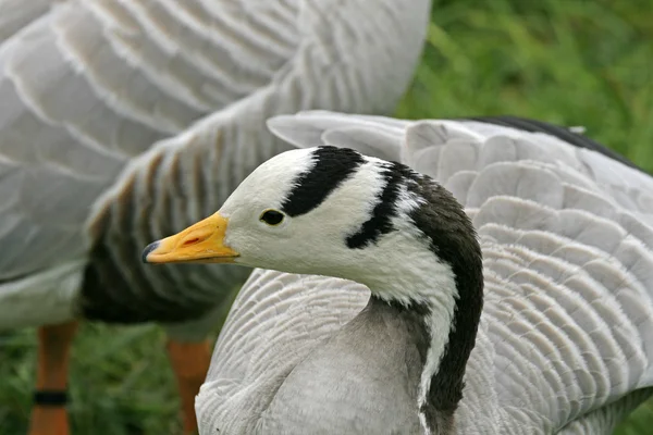 Ganso de cabeça de barra, Goose, Anser indicus, também chamado Ganso Indiano — Fotografia de Stock