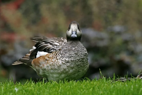Brązowej kaczki w Anglii, Europy — Zdjęcie stockowe
