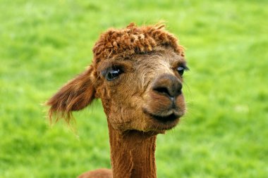 Lama pacos), Pako, Alpaca (Vigugna pacos) clipart