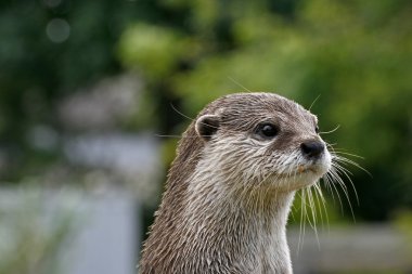 Asian Otter, Oriental Small-clawed Otter (Aonyx cinerea) clipart