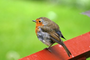 Red Robin, Erithacus rubecula