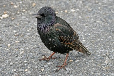 yıldız, sturnus vulgaris, sığırcık