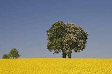 At kestanesi (Aesculus hippocastanum) ile Mayıs ayında kötü Iburg alanına tecavüz