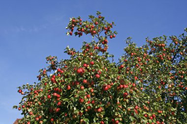 Olgun meyve (malus) Almanya, Avrupa ile elma ağacı