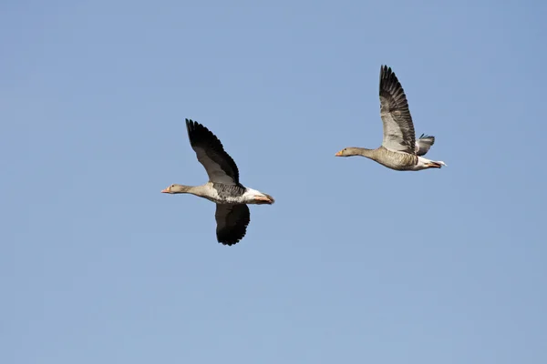 stock image Wild goose at the Duemmer lake, Lower Saxony, Germany, Europe