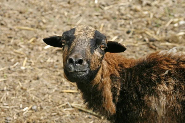 Bruine schapen — Stockfoto