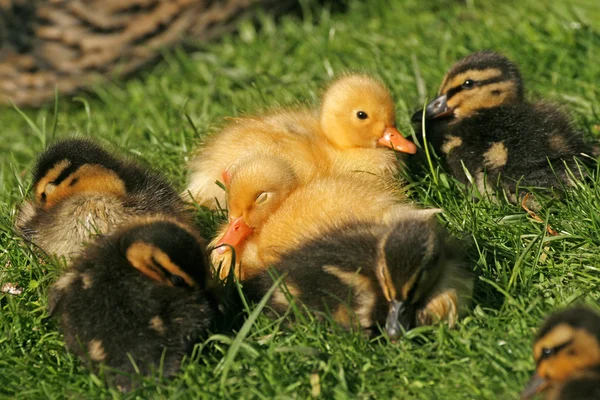독일, 유럽 (anas platyrhynchos)-청둥오리 풀밭에서 ducklings — 스톡 사진