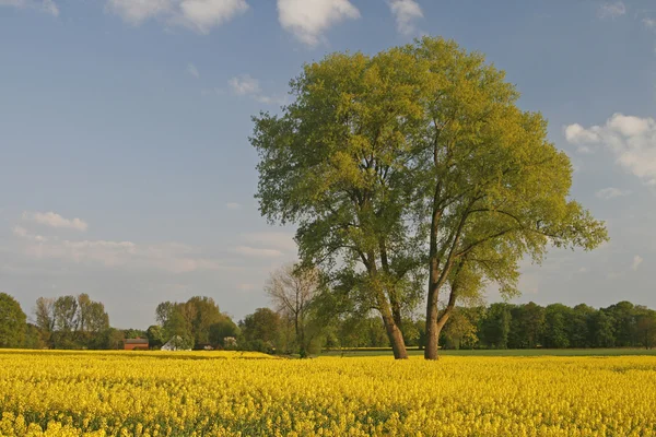 Baum mit Rapsfeld, Niedersachsen, Deutschland, Europa — Stockfoto
