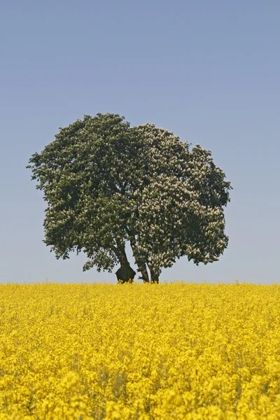 Horse Chestnut (Aesculus hippocastanum) with rape field in Bad Iburg in May — Stock Photo, Image