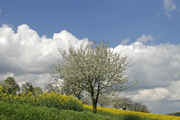 Cherry tree in Lower Saxony, Germany in spring — Stock Photo, Image