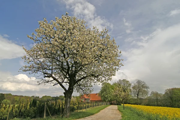 Körsbärsträdet i Niedersachsen, Tyskland under våren — Stockfoto