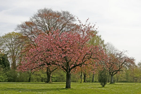 Japanska körsbärsträd i lägre Sachsen, Tyskland, Europa — Stockfoto