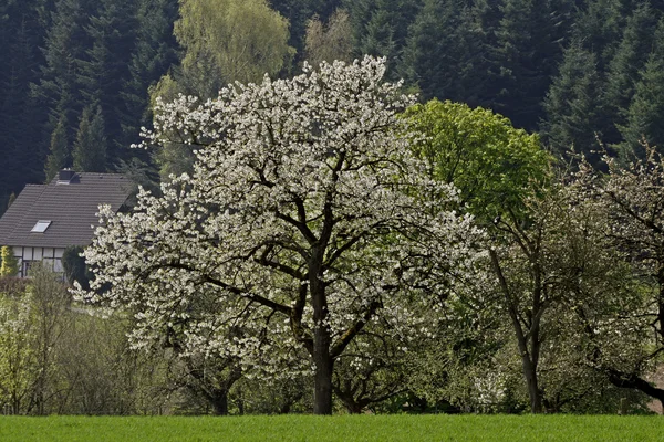 Вишневое дерево весной, Эппле, Нижняя Саксония, Германия, Европа — стоковое фото