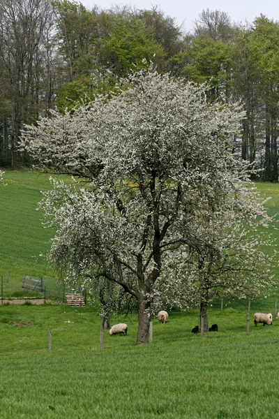 Cherry tree in spring with sheeps, Hagen, Lower Saxony, Germany, Europe — Stock Photo, Image
