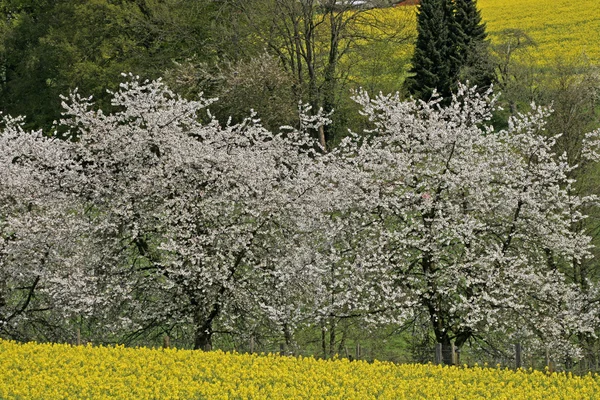 Kersenboom met verkrachting veld in voorjaar, hagen, Nedersaksen, Duitsland — Stockfoto