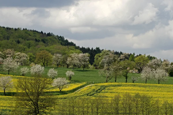 Rapsfelder mit Kirschbäumen im Frühjahr, Hagen, Niedersachsen, Deutschland — Stockfoto