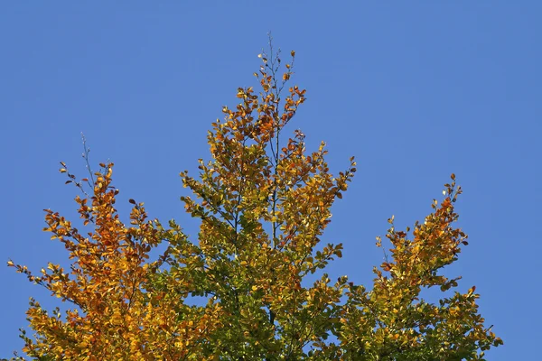 Haya (Fagus) en otoño, Alemania — Foto de Stock