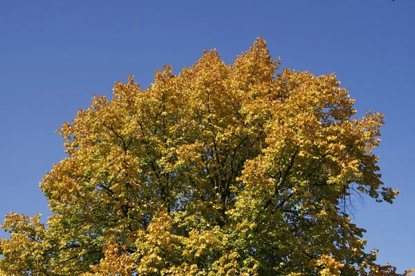Árvore caduca no outono, Baixa Saxônia, Alemanha — Fotografia de Stock