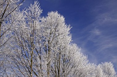 hoarfrost kış, ağaçlar Aşağı Saksonya, Almanya, Avrupa